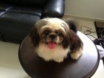 Puppy - Shih Tzu Dog