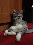 Dhany - Domestic Long Hair Cat