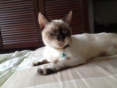 Lilo - Siamese Cat