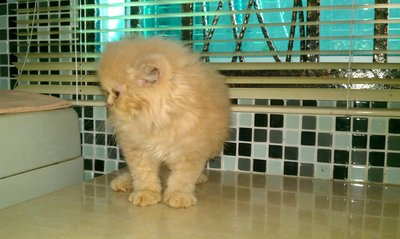 Chikaro - Persian Cat