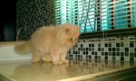 Taro - Persian Cat