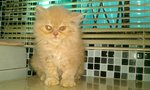 Taro - Persian Cat