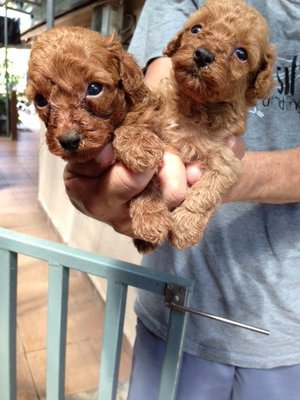  Red Toy Poodle With Mka  - Poodle Dog