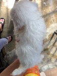  Maltese Imported Lineage With Mka - Maltese Dog