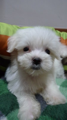 Maltese Imported Lineage With Mka - Maltese Dog