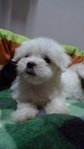  Maltese Imported Lineage With Mka - Maltese Dog