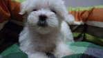  Maltese Imported Lineage With Mka - Maltese Dog
