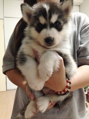 Siberian Husky Long Thick Coat - Siberian Husky Dog