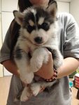 Siberian Husky Long Thick Coat - Siberian Husky Dog