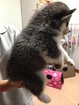 Siberian Husky Long Thick Coat - Siberian Husky Dog