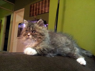 Valen Primo - Persian + Domestic Long Hair Cat