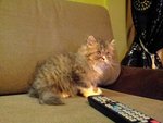 Valen Primo - Persian + Domestic Long Hair Cat