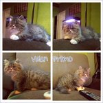 Valen Primo - Persian + Domestic Long Hair Cat