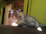 Valen Primo - Persian + Domestic Long Hair Cat