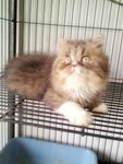 Valen Primo - Persian + Domestic Long Hair Cat