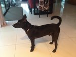 Max - Black With White Markings - Mixed Breed Dog