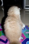 Shiro - Persian Cat