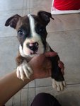 Pure American Bully Puppy - American Bulldog Dog