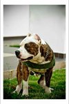 Pure American Bully Puppy - American Bulldog Dog