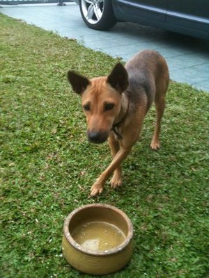 Frenly - Mixed Breed Dog