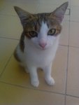 Kaira - Domestic Short Hair Cat