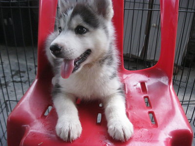 Husky - Australian Cattle Dog/Blue Heeler + Australian Kelpie Dog