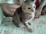 Aswad - Domestic Short Hair Cat