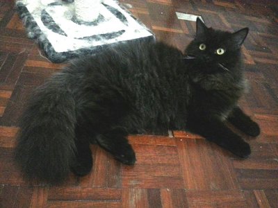 PF44692 - Domestic Long Hair Cat