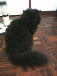 PF44692 - Domestic Long Hair Cat