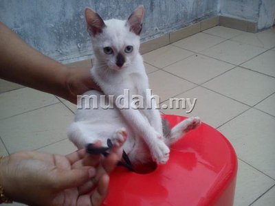 Pintal - Siamese Cat