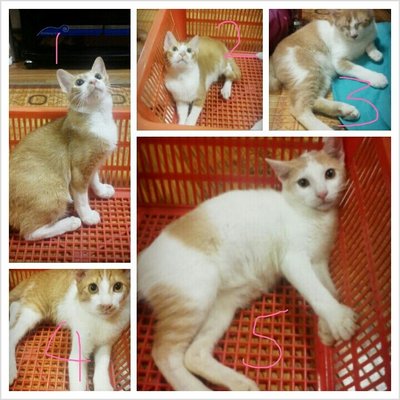 Kuning2 - Domestic Short Hair Cat