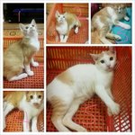 Kuning2 - Domestic Short Hair Cat