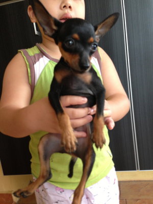 Miniature Pinscher Puppies - Miniature Pinscher Dog