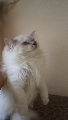 Ara - Himalayan + Persian Cat