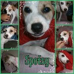 Spotsy - Mixed Breed Dog