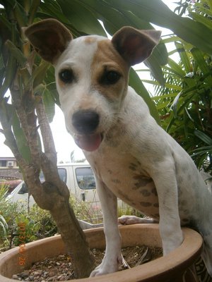 Spotsy - Mixed Breed Dog