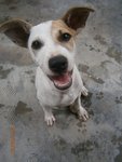 Spotsy - Mixed Breed Dog