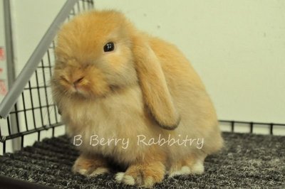 Holland Lop - Tort 46 - Holland Lop Rabbit