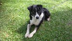 Luckie - Border Collie Mix Dog