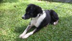 Luckie - Border Collie Mix Dog