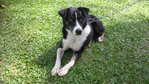 Luckie - Border Collie Mix Dog