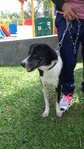 Luckie - Border Collie Mix Dog