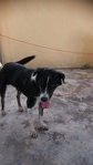 Luckie - Border Collie Mix Dog