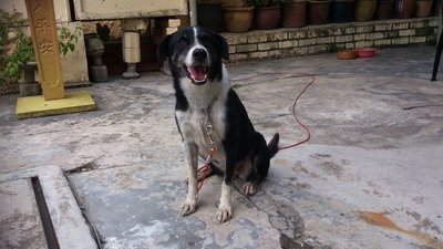 Luckie - Border Collie Mix Dog