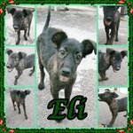 Eli - Mixed Breed Dog