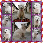 Snow White - Mixed Breed Dog