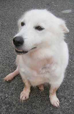 Snow White - Mixed Breed Dog