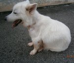 Snow White - Mixed Breed Dog