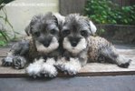 Min. Schnauzer Puppies With Mka - Schnauzer Dog