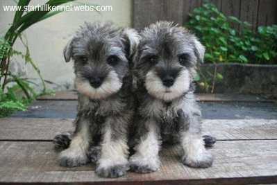 Min. Schnauzer Puppies With Mka - Schnauzer Dog